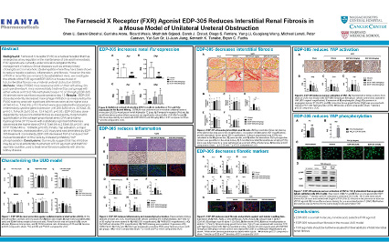 image for The Farnesoid X Receptor (FXR) Agonist EDP-305 Reduces Interstitial Renal Fibrosis in a Mouse Model of Unilateral Ureteral Obstruction